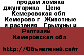 продам хомяка джунгарика › Цена ­ 400 - Кемеровская обл., Кемерово г. Животные и растения » Грызуны и Рептилии   . Кемеровская обл.